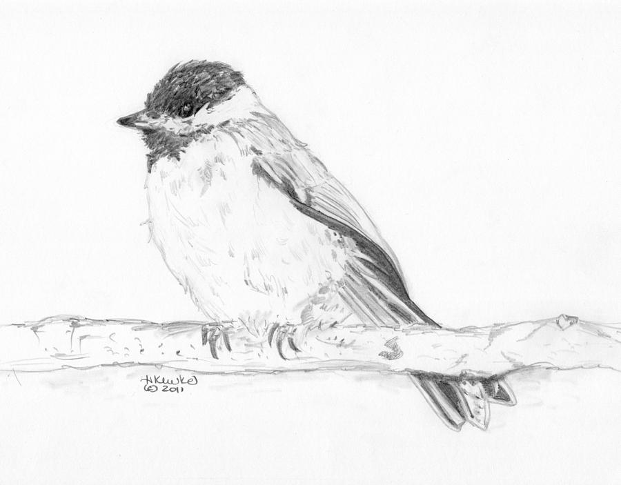 900x703 black capped chickadee drawing - Black Capped Chickadee Drawing