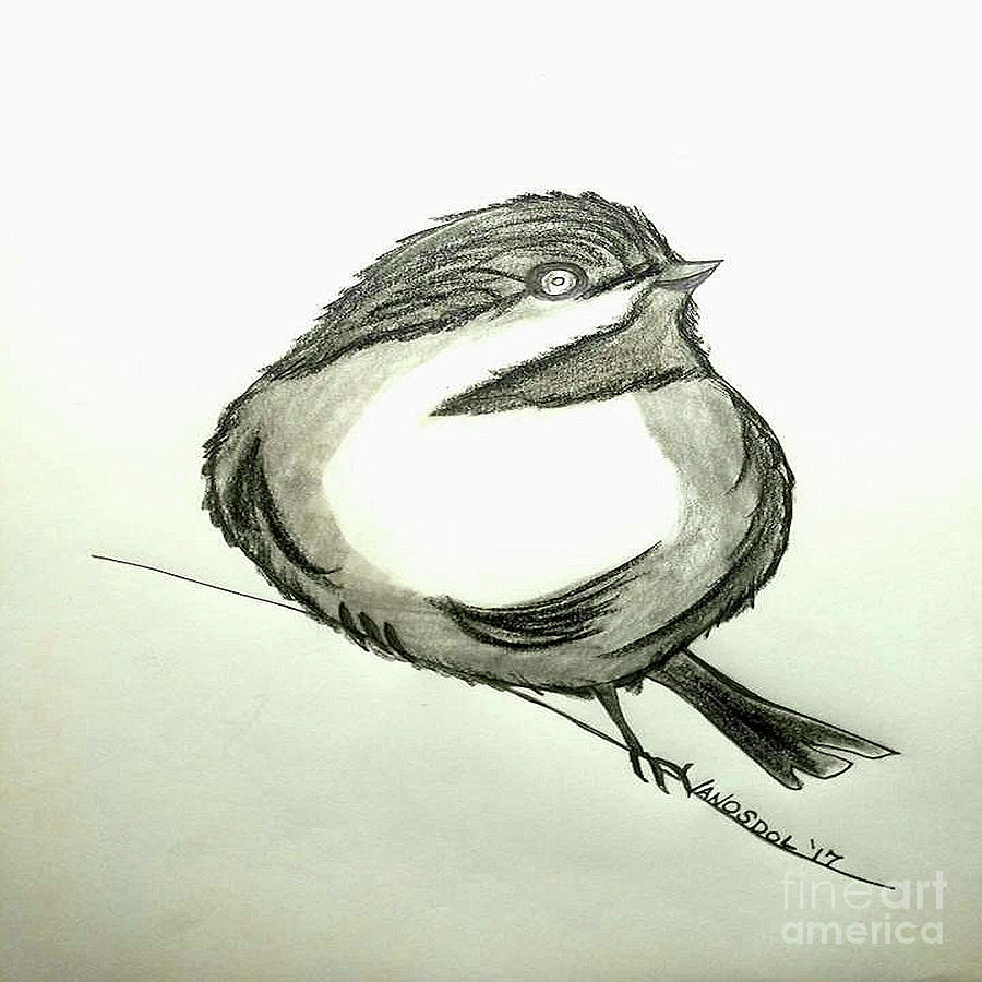 900x900 black capped chickadee drawing - Black Capped Chickadee Drawing