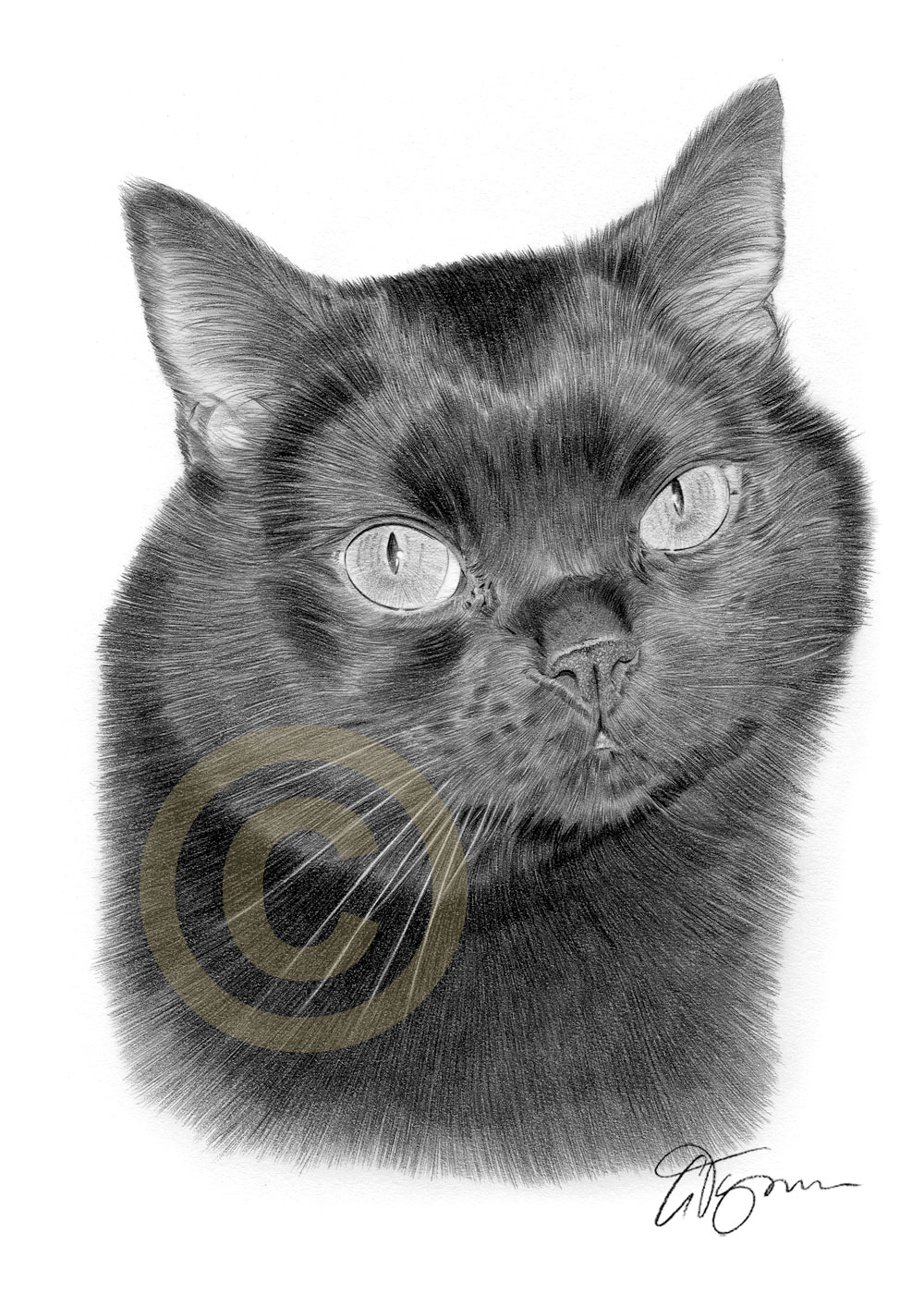 1000x1414 Black Cat Art Pencil Drawing Print Signed - Black Cat Drawing
