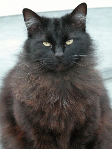 375x500 Black Cat Oil - Black Cat Drawing