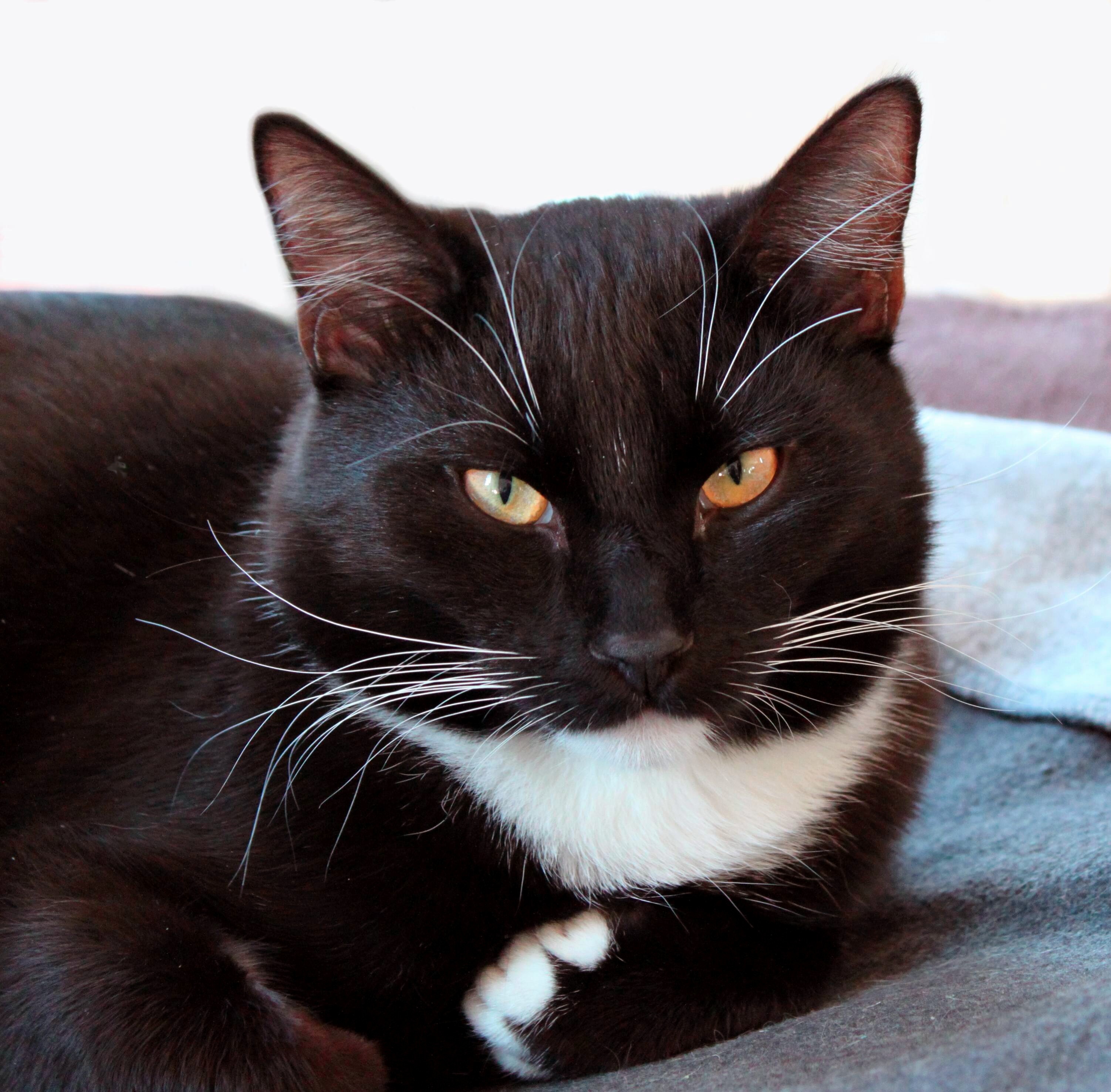 3004x2951 Free Images Black And White, Hair, View, Pet, Fur, Black Cat - Black Cat Drawing Images