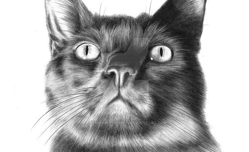 800x491 Cat Face Drawing Beauty Within Clinic - Black Cat Face Drawing
