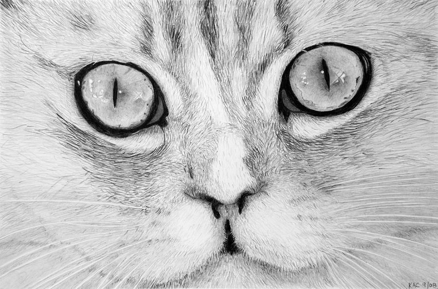 900x594 Cat Face Drawing - Black Cat Face Drawing