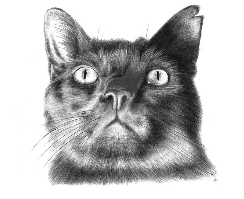 800x654 Drawing - Black Cat Face Drawing