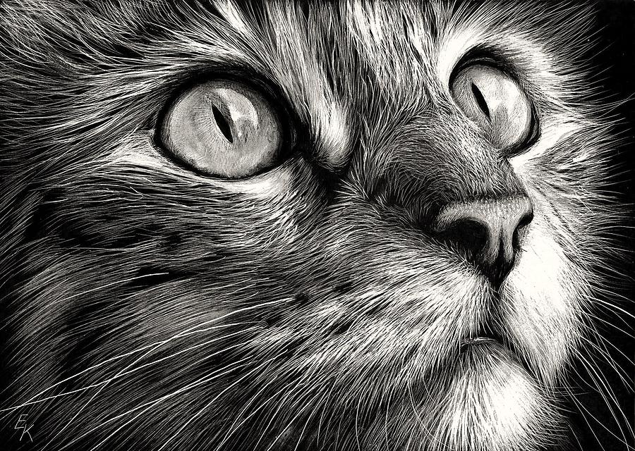 900x640 Cat's Face Drawing - Black Cat Face Drawing