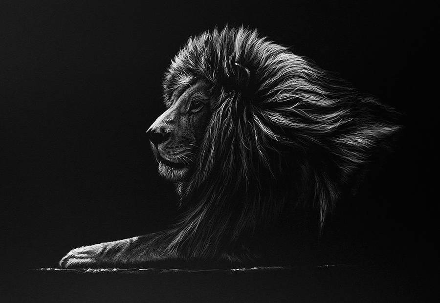 900x620 stunning realistic wildlife white on black drawings fubiz media - Black Drawings