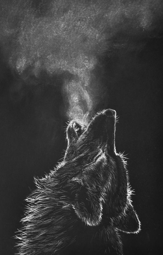 564x881 White Charcoal Drawing Black Paper Wolf - Black Drawings