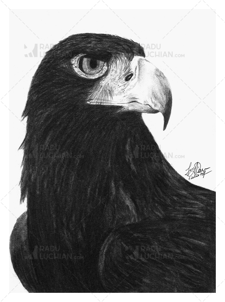 735x987 Black Eagle - Black Eagle Drawing