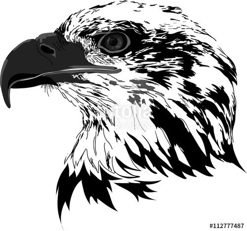500x468 Black Eagle Stock Image And Royalty Free Vector On Fotolia - Black Eagle Drawing