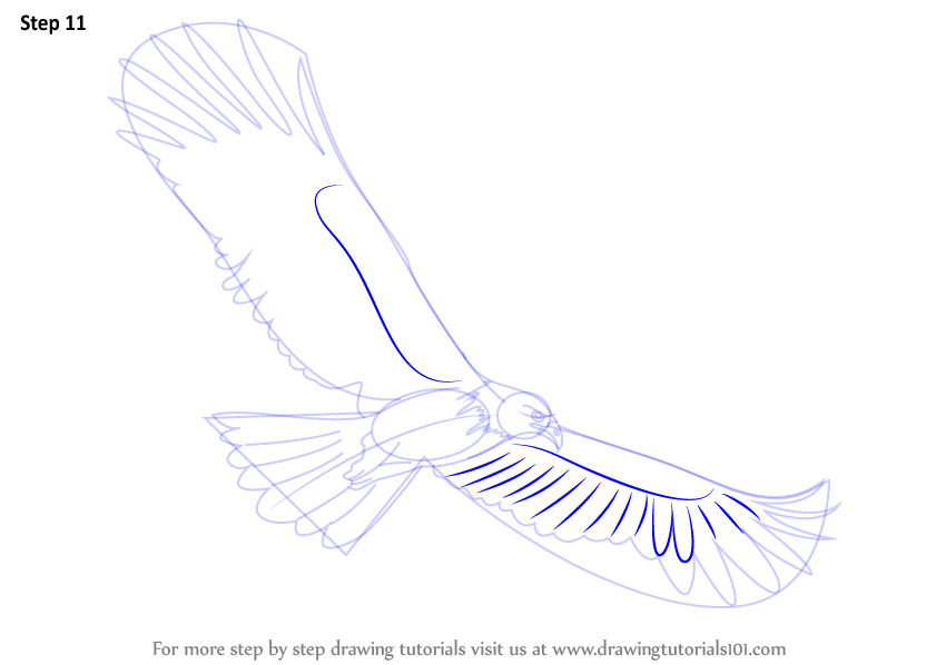 841x598 Learn How To Draw A Black Eagle - Black Eagle Drawing