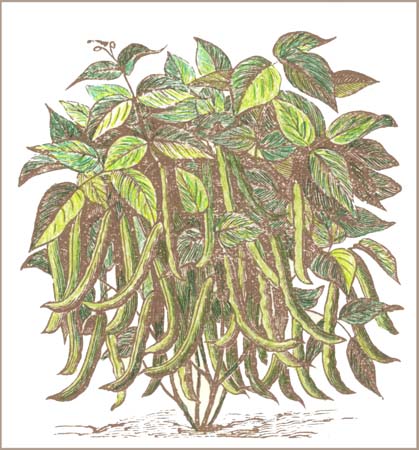 419x450 blackeyed peas - Black Eyed Peas Drawing