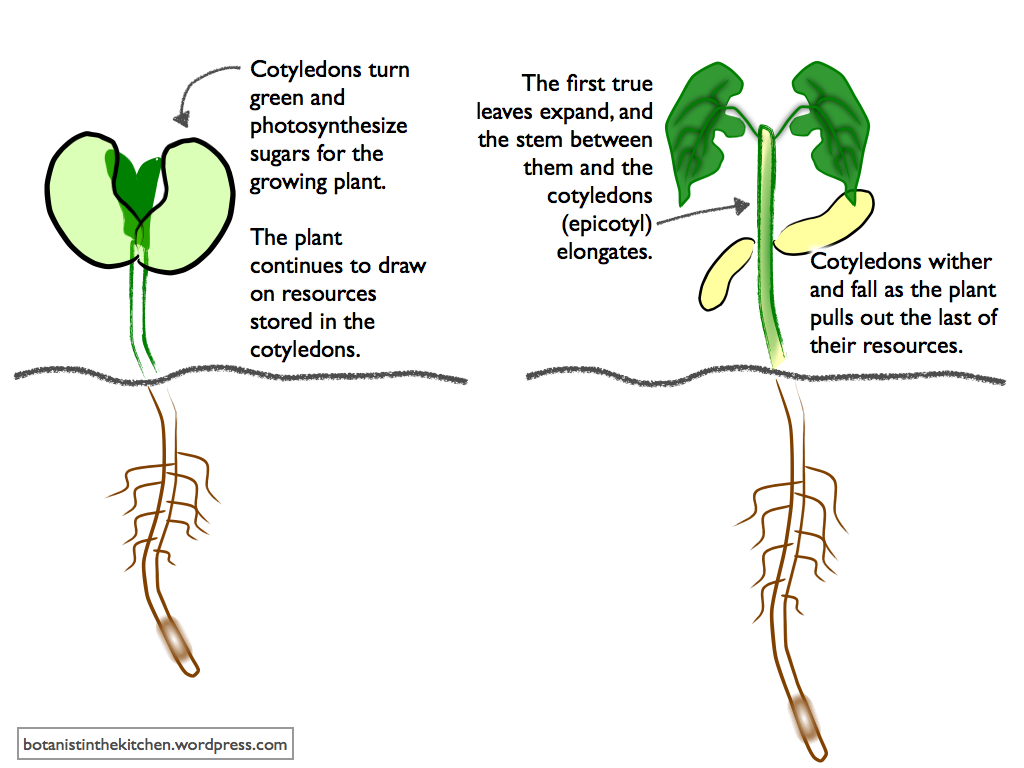 1024x768 let's get it started with some black eyed peas - Black Eyed Peas Drawing