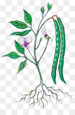 260x400 soulfood botanical poster black - Black Eyed Peas Drawing