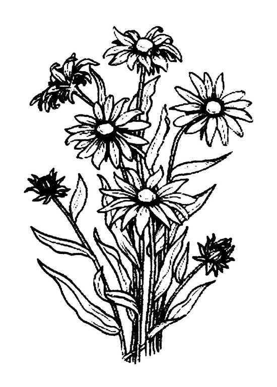 550x768 Black Eyed Susan - Black Eyed Susan Drawing
