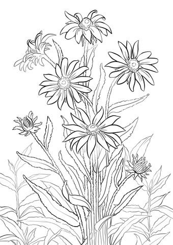 340x480 Black Eyed Susan Coloring - Black Eyed Susan Drawing