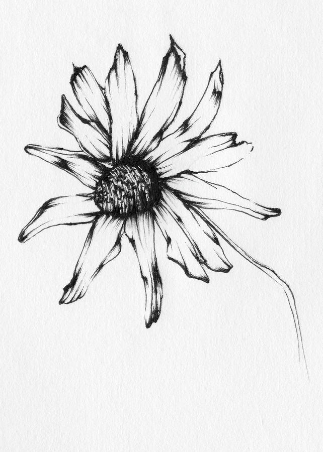 642x900 Black Eyed Susan Drawing - Black Eyed Susan Drawing