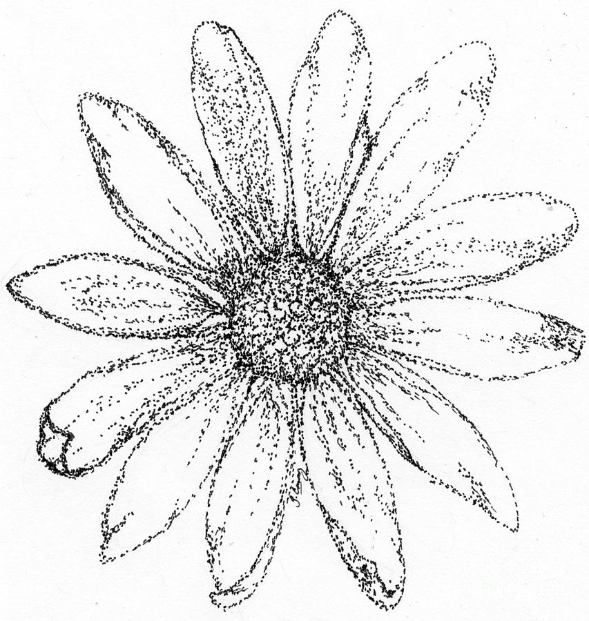 853x900 Black Eyed Susan Drawing - Black Eyed Susan Drawing