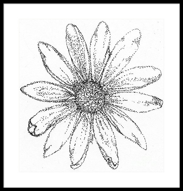 600x626 Black Eyed Susan Framed Print - Black Eyed Susan Drawing