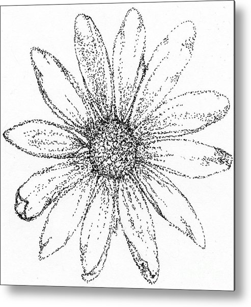 493x602 Black Eyed Susan Metal Print - Black Eyed Susan Drawing