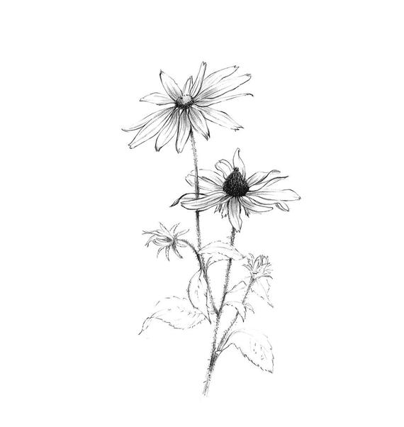 570x602 black eyed susan sketch maryland flower art downloads line etsy - Black Eyed Susan Drawing