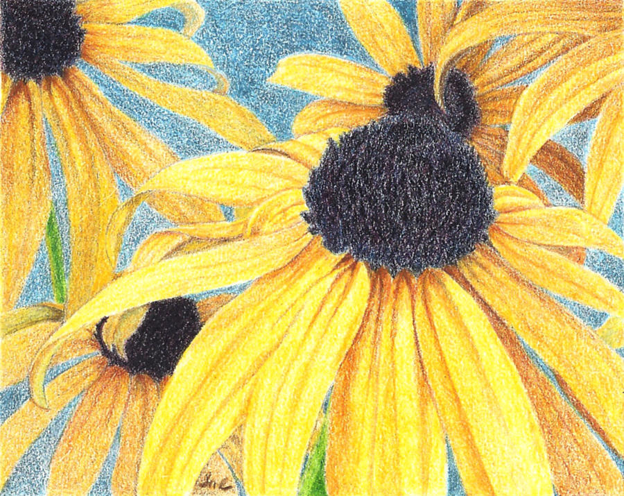 900x715 Black Eyed Susans Drawing - Black Eyed Susan Drawing