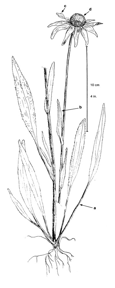 400x994 Black Eyed Susan - Black Eyed Susan Drawing