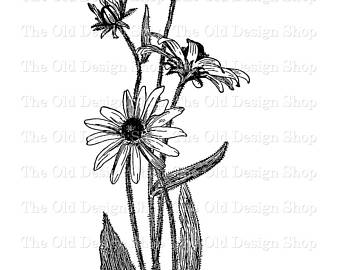 340x270 Black Eyed Susan Illustration Etsy - Black Eyed Susan Drawing