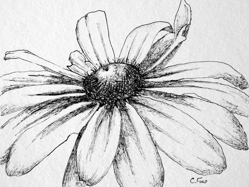 800x600 Christine Ford Black Eyed Susan - Black Eyed Susan Drawing