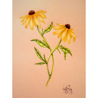320x320 christmas present for my mom because she loves black eyed susans - Black Eyed Susan Drawing
