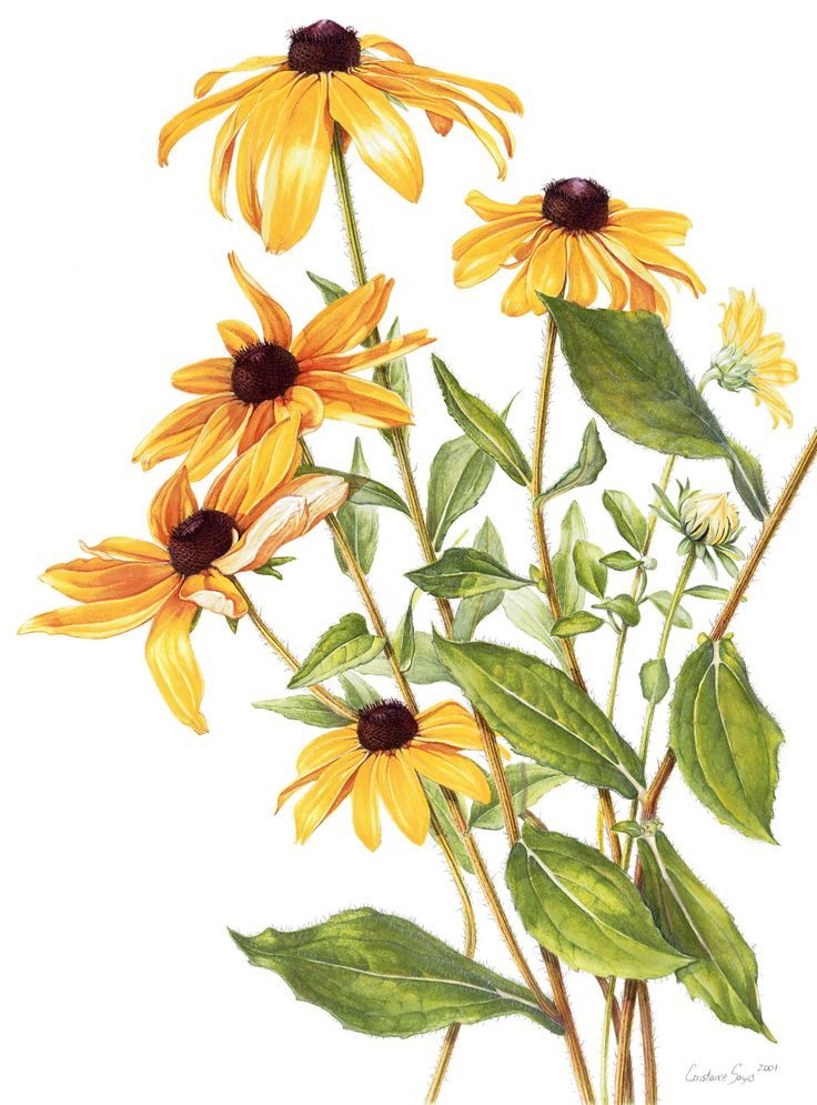 736x995 Flower Sleeve Idea Rudbeckia Hirta - Black Eyed Susan Drawing