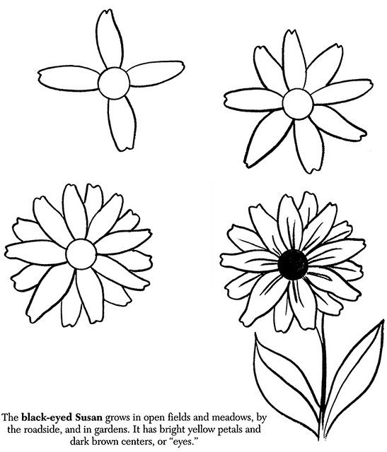 547x640 how to draw flowers black eyed susan in art instructions - Black Eyed Susan Drawing