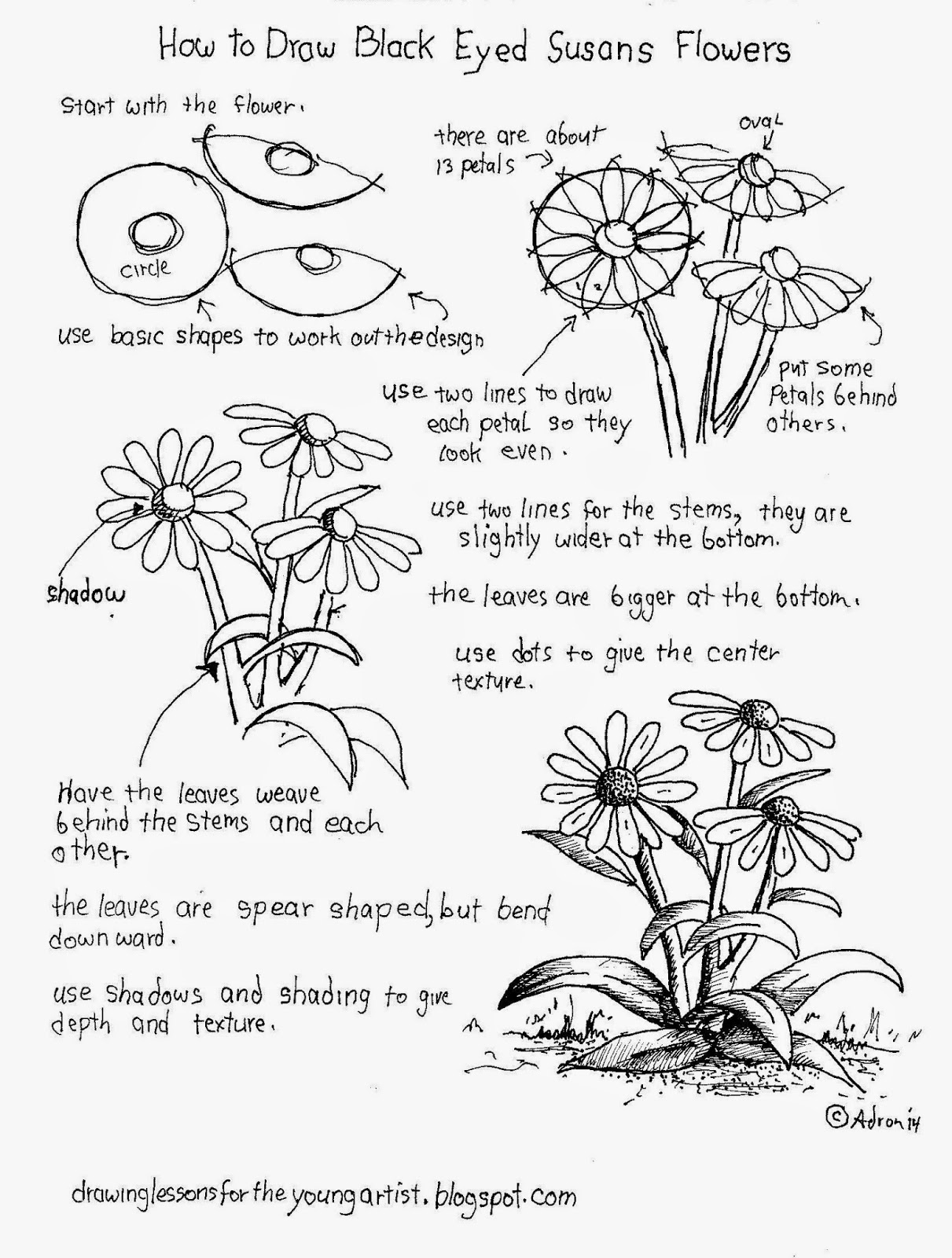 1211x1600 How To Draw Worksheets For The Young Artist How To Draw Black - Black Eyed Susan Drawing