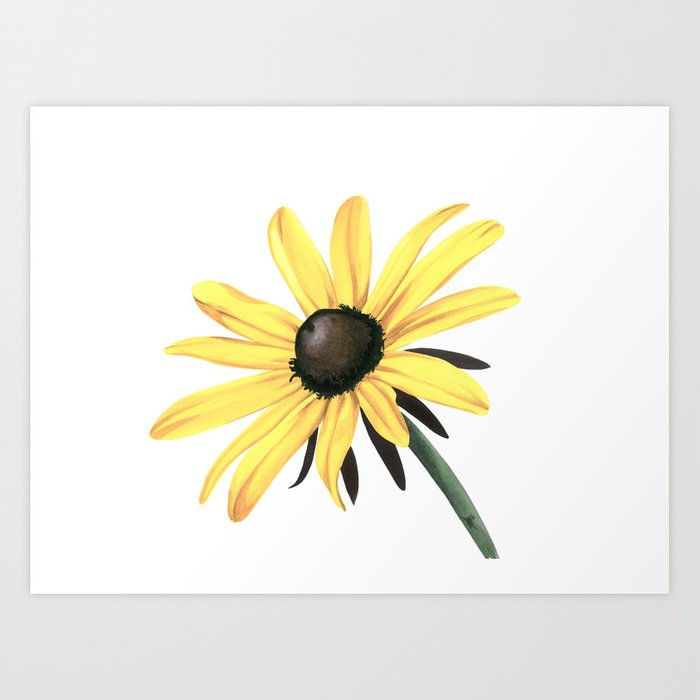 700x700 Black Eyed Susan - Black Eyed Susan Drawing