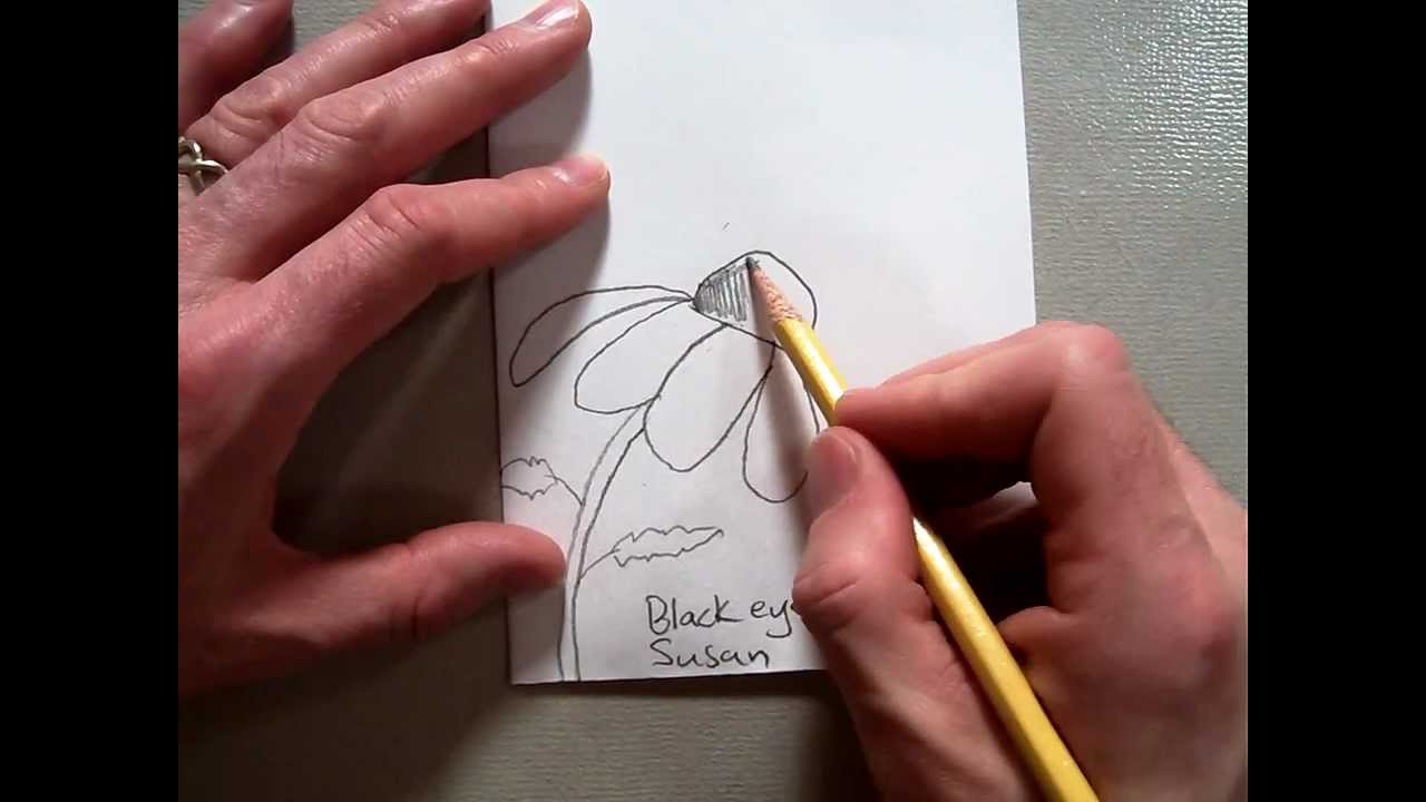 1280x720 How To Draw A Black Eyed Susan - Black Eyed Susan Drawing