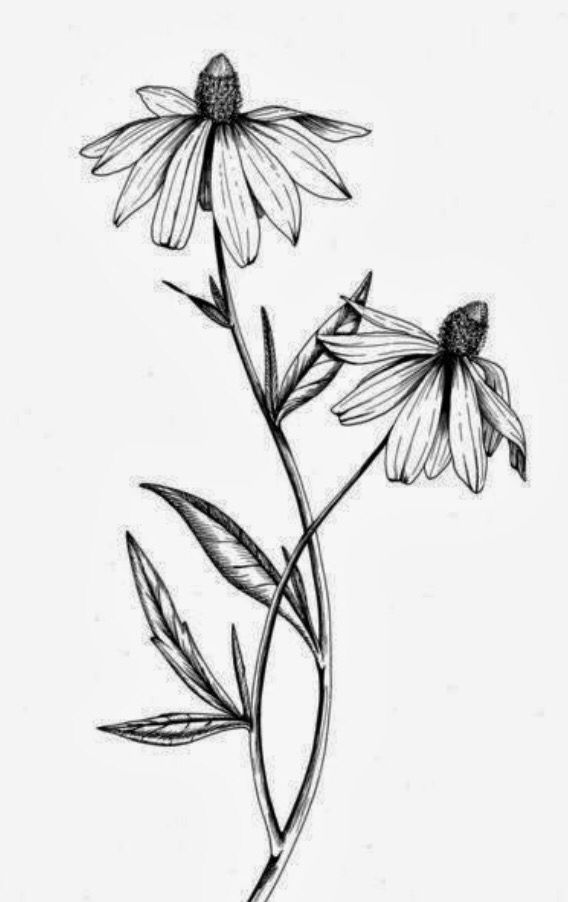 568x902 if these were daisies, this would be perfect for me tattoos - Black Eyed Susan Drawing