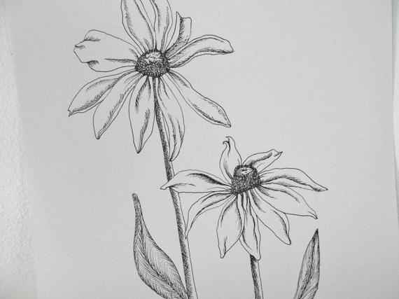 570x427 Original Ink Drawing Black Eyed Susan Botanical Drawing Etsy - Black Eyed Susan Drawing