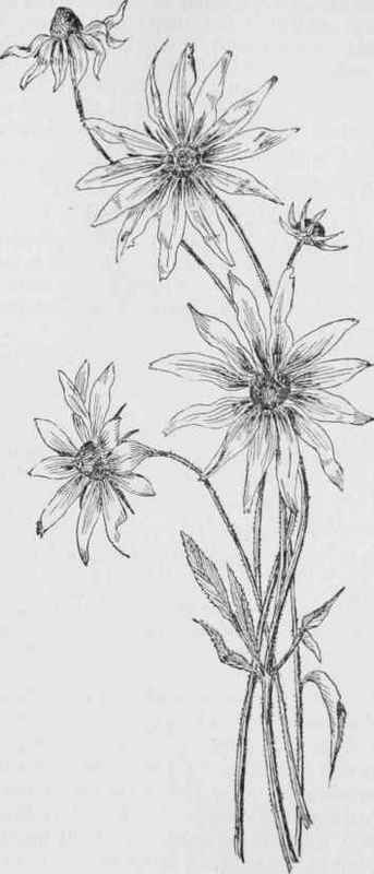 343x800 Purple Cone Flower Black Eyed Susan Rudbeckia Hirta - Black Eyed Susan Drawing