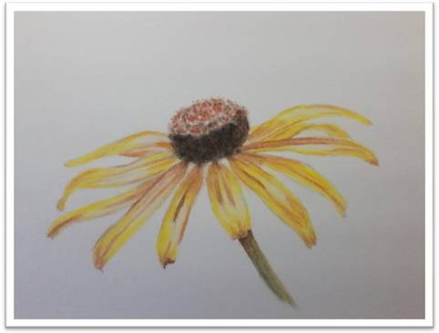 482x366 What I'm Working On Black Eyed Susan Pastel Pencil Drawing - Black Eyed Susan Drawing
