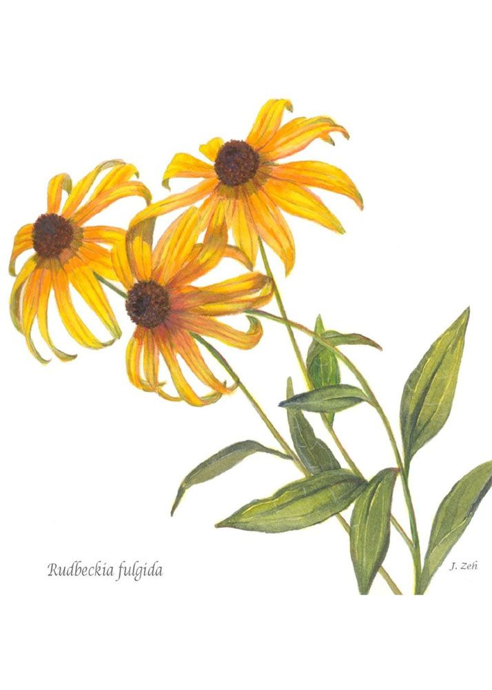 714x1000 Black Eyed Susan Botanical Drawing - Black Eyed Susan Drawing