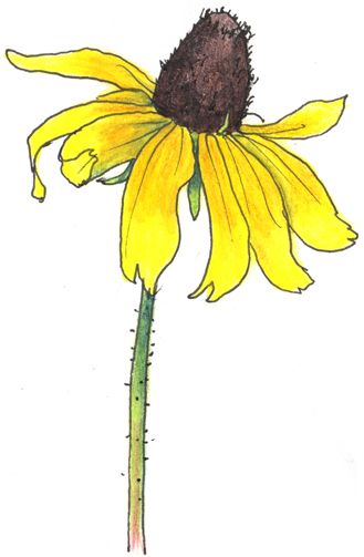329x503 Black Eyed Susan Sketch Tattoo Black Eyed Susan, Floral - Black Eyed Susan Drawing