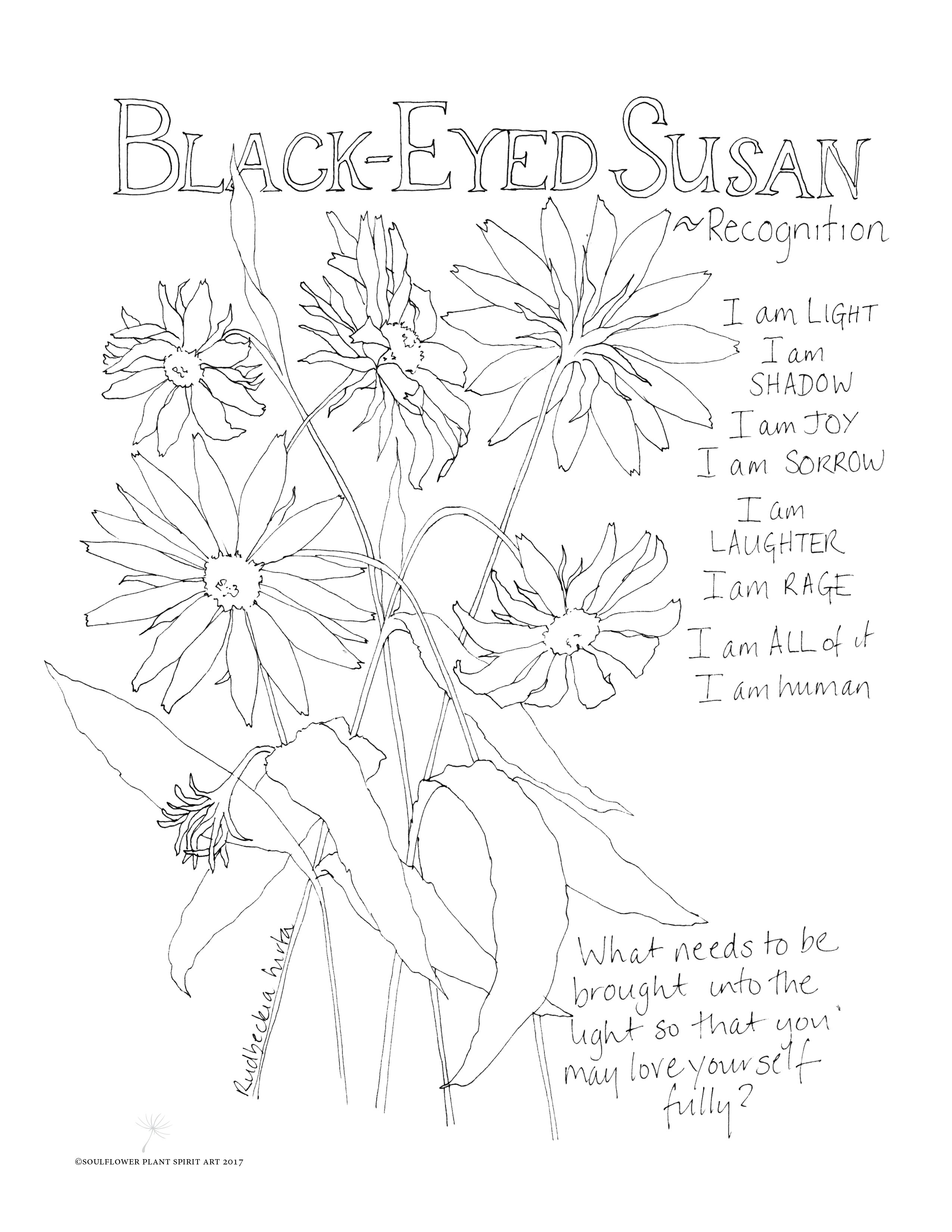 2550x3300 Black Eyed Susan - Black Eyed Susan Drawing