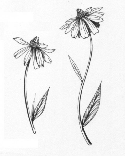 Black Eyed Susan Drawing at PaintingValley.com | Explore collection of ...