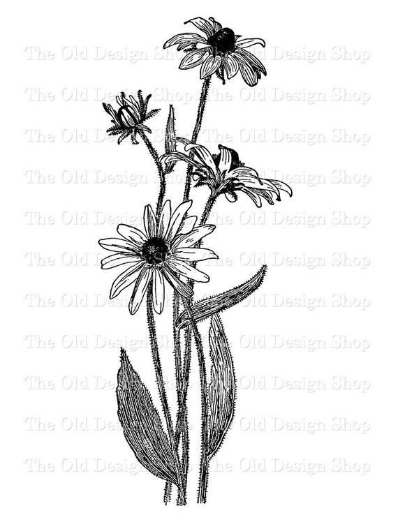 570x738 Black Eyed Susan Vintage Clip Art Flower Illustration Digital Etsy - Black Eyed Susan Drawing