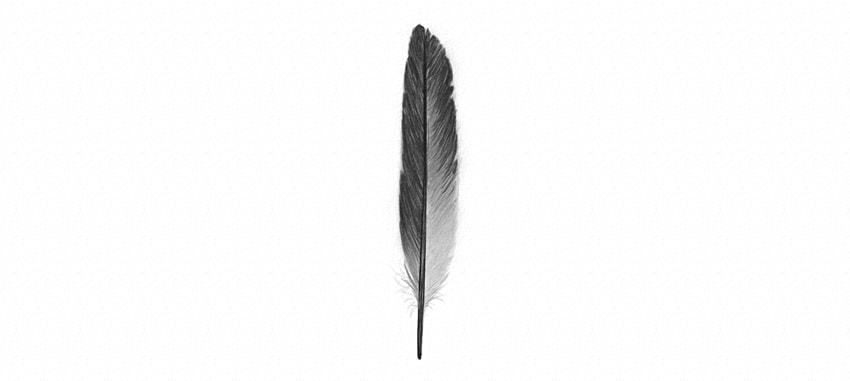 850x381 How To Draw Feathers - Black Feather Drawing