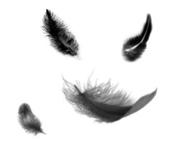 359x323 one thousand black feathers - Black Feather Drawing