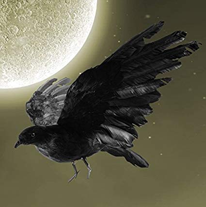 425x426 imosa realistic crow decoration crow crow - Black Feather Drawing