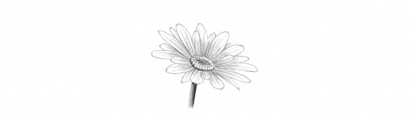 850x243 How To Draw A Flower - Black Flower Drawing