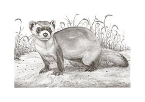 300x212 black foot ferret drawing - Black Footed Ferret Drawing