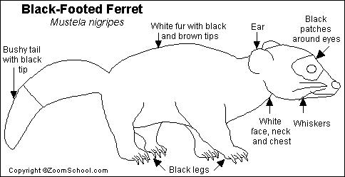 484x249 black footed ferret printout - Black Footed Ferret Drawing