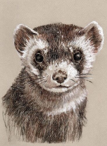 368x500 black footed ferret ferrets and ferretisms and their cousins - Black Footed Ferret Drawing